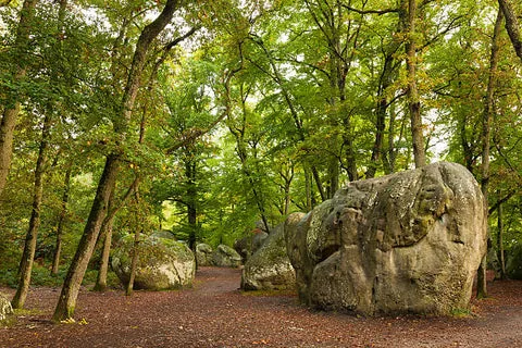 Forêt de Fontainebleau
